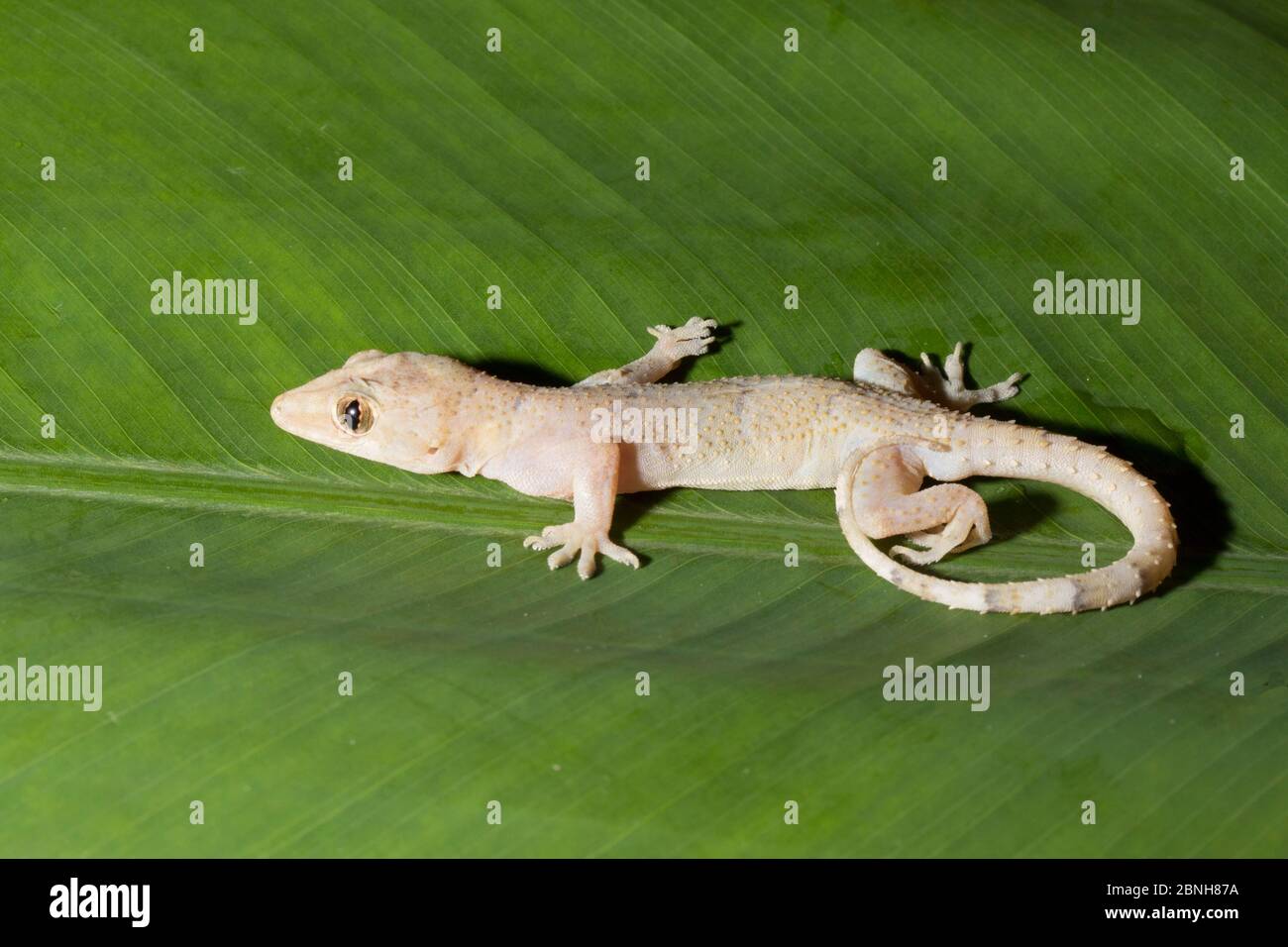 House gecko (Hemidactylus mabouia) introduit des espèces, Floride, Etats-Unis. Avril. Banque D'Images