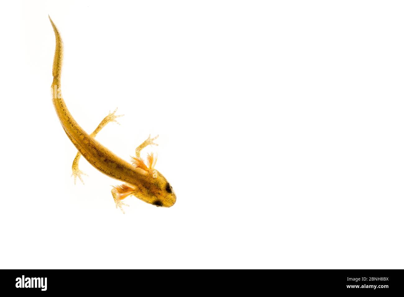 Projet Palmate newt (Lissotriton helveticus) juvénile dans l'eau, Maine-et-Loire, France, juin meetyourneighbors.net Banque D'Images