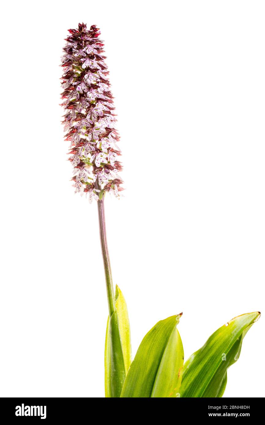 Lady Orchid (Orcis purpurea) en fleur, Maine-et-Loire, France, mai meetyourneighbors.net projet Banque D'Images