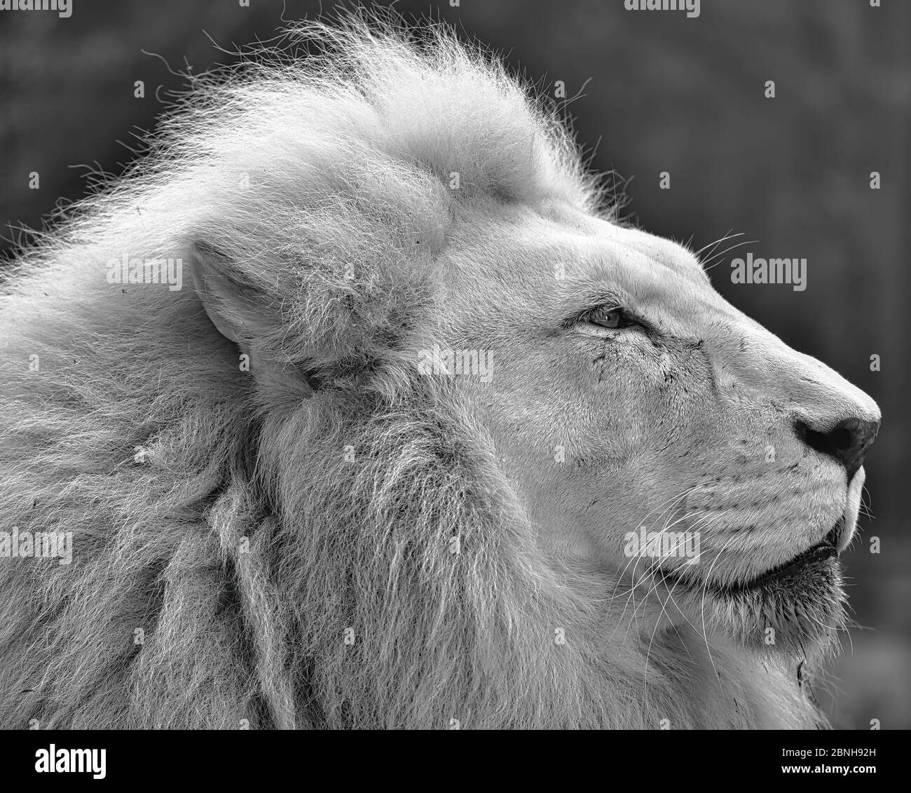 Portrait de profil latéral noir et blanc d'un lion mâle blanc avec une crinière complète. Banque D'Images