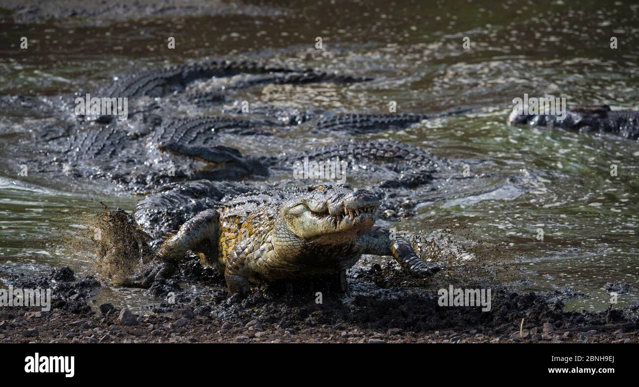 Crocodile du Nil (Crocodylus niloticus) laissant un petit étang boueux contenant beaucoup d'autres crocodiles, s'échappant de la frénésie alimentaire, le Grand Kruger National Banque D'Images