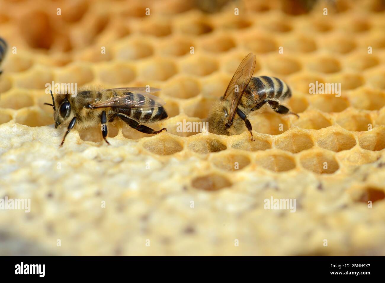 Les abeilles domestiques européennes (APIs mellifera) mettent le miel dans les cellules de stockage en peigne dans la ruche. Lorraine, France. Août. Banque D'Images