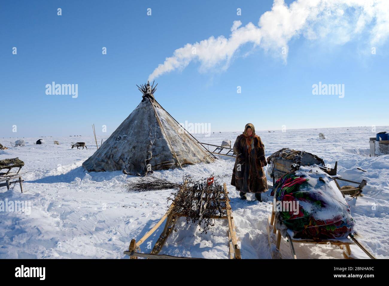 Nenet femme à la recherche de saule (genre Salix) utilisé comme bois de chauffage au camp sur la toundra. Quartier Yar-sale. Yamal, Sibérie du Nord-Ouest, Russie. Avril 2016. Banque D'Images