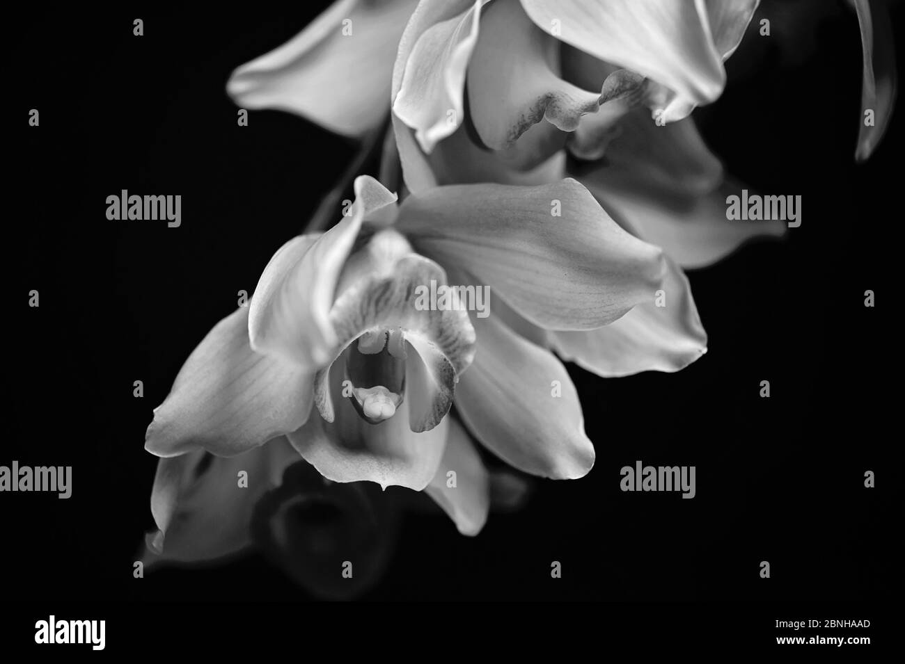 Spray Orchid noir et blanc Banque D'Images