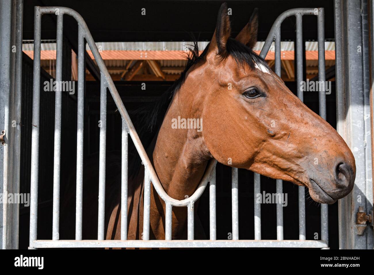 Tête de cheval dans une boîte à cheval, colorée Banque D'Images