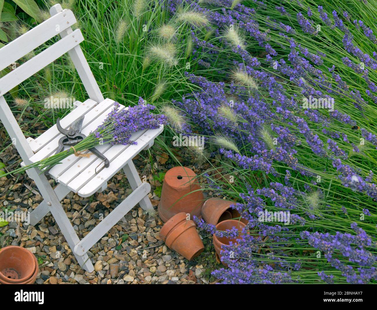La lavande borde 'variété Hidcote' avec chaise et pots en terre cuite, et Grass (Pennisetum villosum) Norfolk, Angleterre, Royaume-Uni, août. Banque D'Images