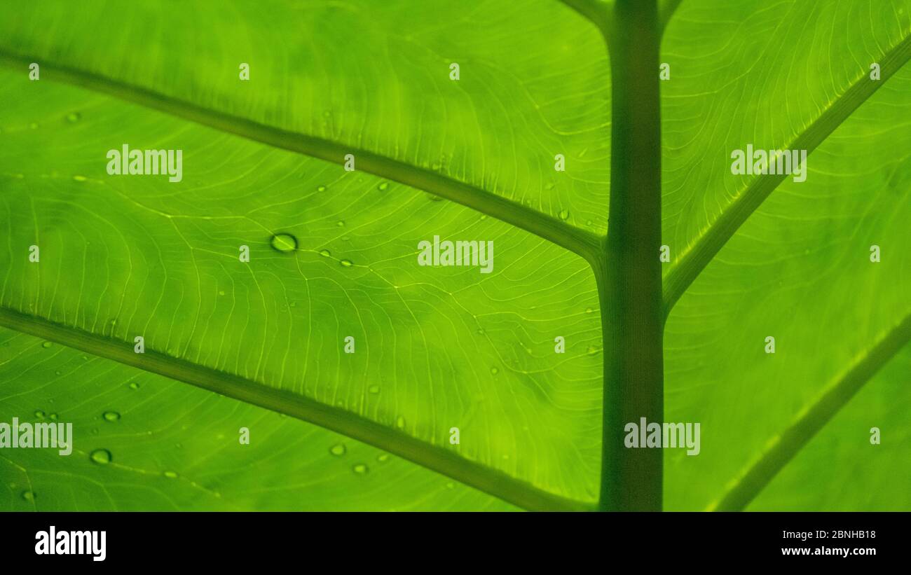Veine foliaire tirée du dessous dans un cadre tropical avec gouttes de pluie sur le dessus de la feuille Banque D'Images