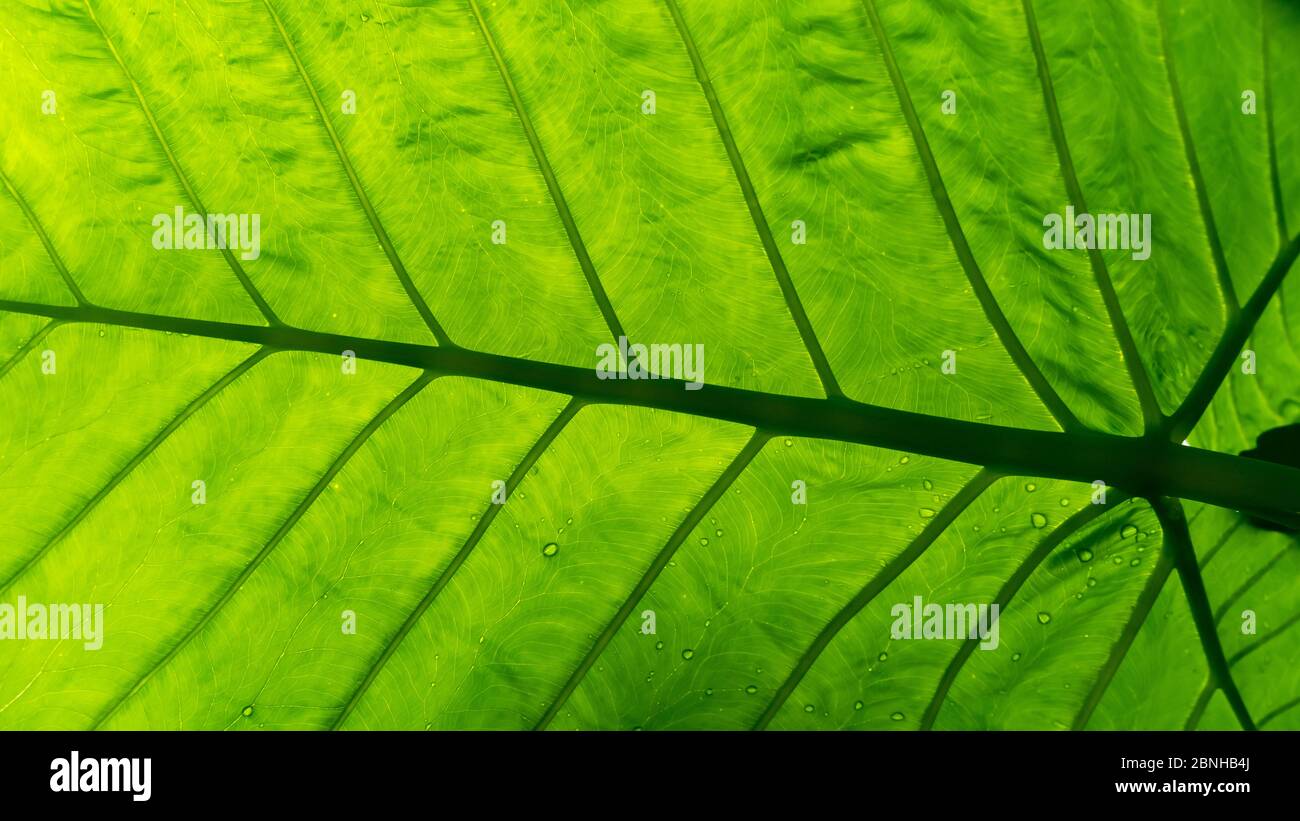 Veine foliaire tirée du dessous dans un cadre tropical avec gouttes de pluie sur le dessus de la feuille Banque D'Images