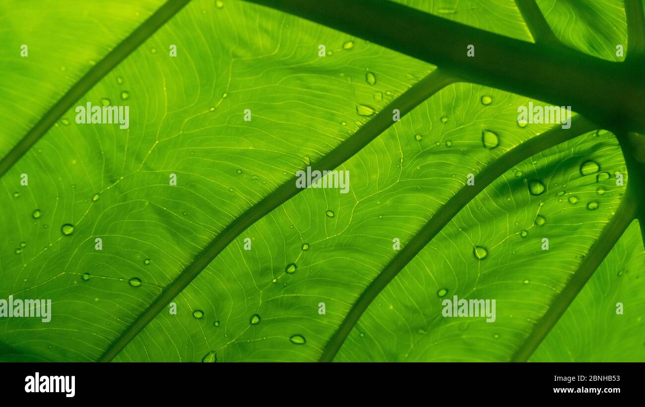Veine foliaire tirée du dessous dans un cadre tropical avec gouttes de pluie sur le dessus de la feuille Banque D'Images