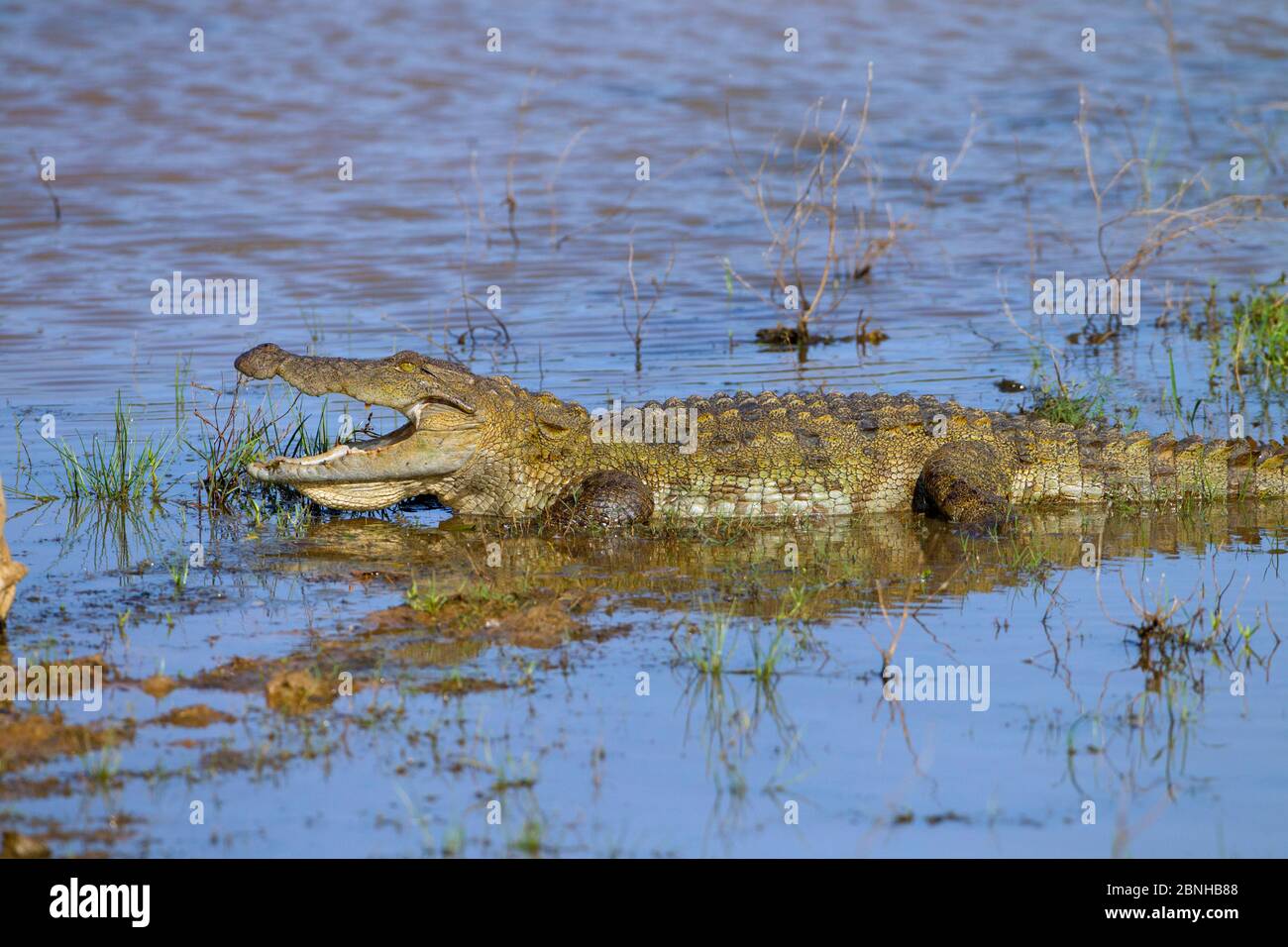 Crocodile d'eau salée (Crocodylus porosus) thermorégulant avec la bouche ouverte. Parc national de Yala, Sri Lanka, mars. Banque D'Images