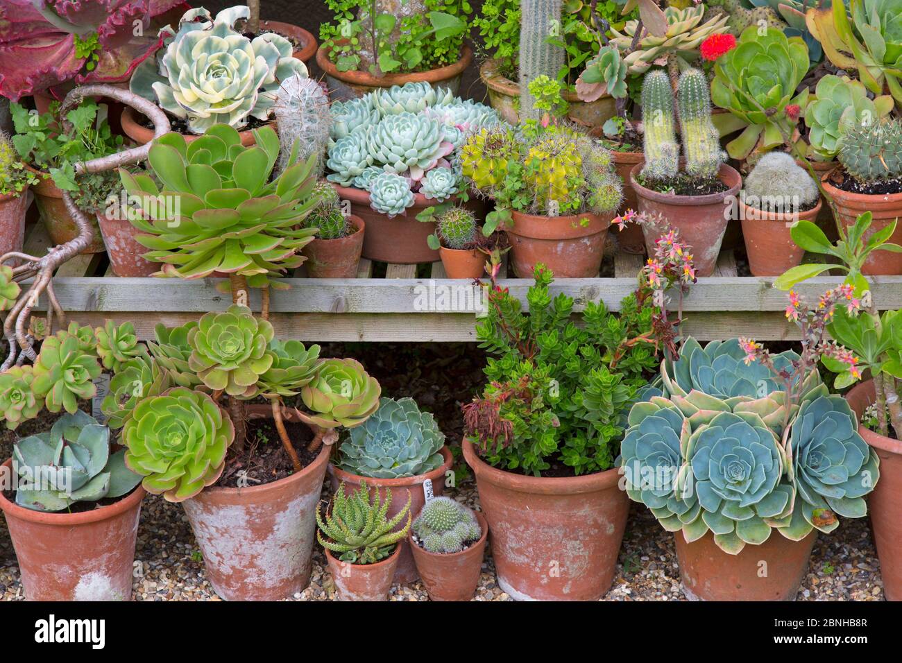 Maison d'été avec Cacti et collection succulente, le jardin Old Vicarage, East Ruston, Norfolk, Angleterre, Royaume-Uni, juillet 2015. Banque D'Images