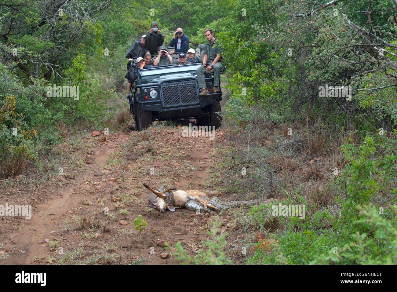 Python roc africain (Python sebae sebae) qui constrie un veau de Nyala (Tragelaphus angasii), avec des touristes en safari en arrière-plan, Natal, Afrique du Sud Banque D'Images