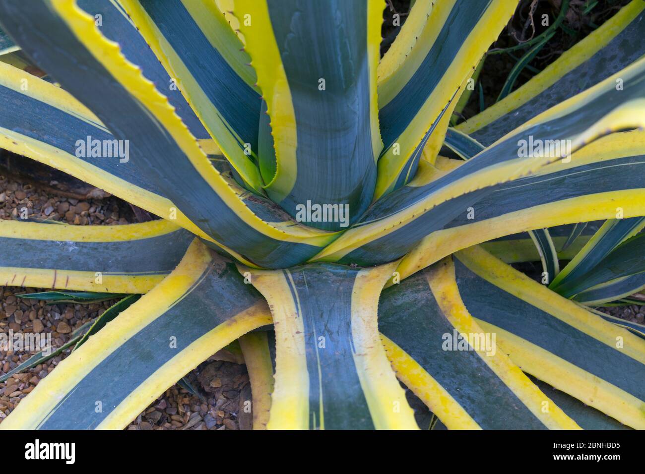 Plante Century (Agave americana variegata) vue rapprochée de plante cultivée originaire du Mexique. Banque D'Images