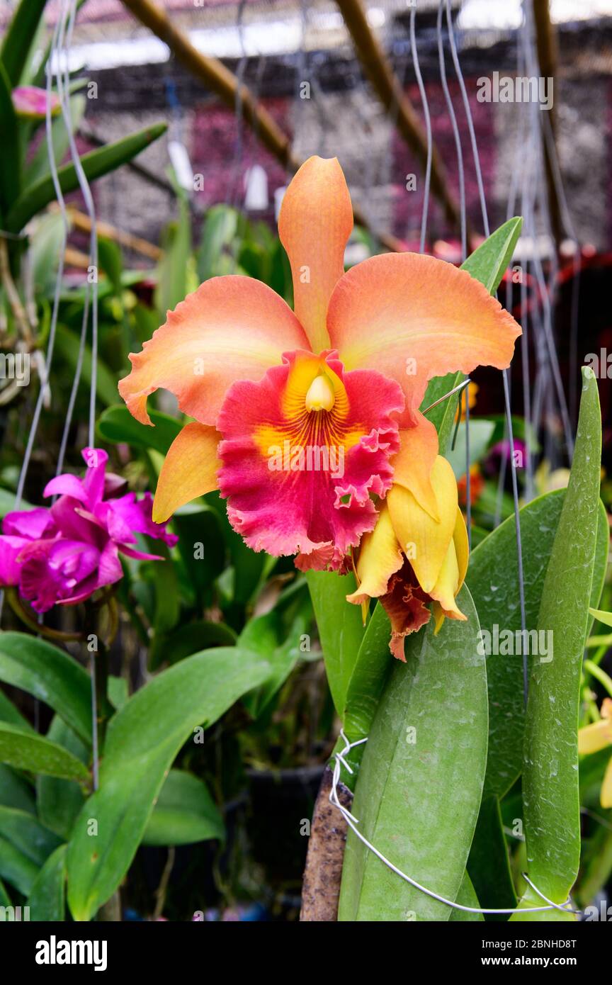 Gros plan sur le cattleya orange Orchid Banque D'Images