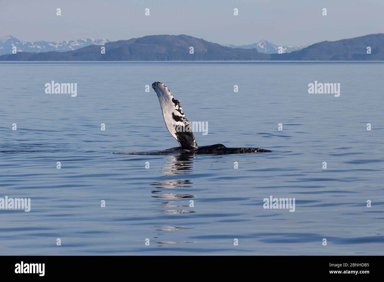 Baleine à bosse (Megaptera novaeangliae) orvante la nageoire pectorale dans l'air, baie Prince William, Alaska, juillet. Banque D'Images