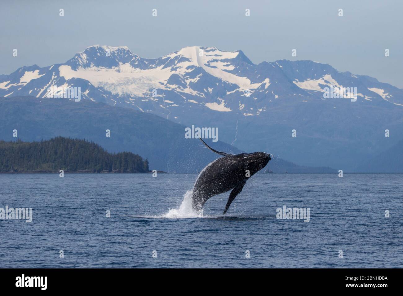 Breaching de la baleine à bosse (Megaptera novaeangliae), baie Prince William, Alaska, juillet. Banque D'Images