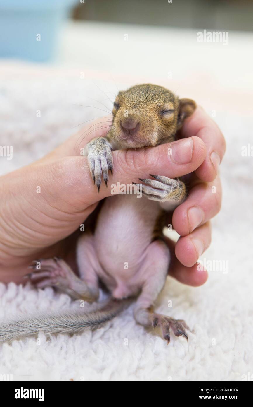 Ecureuil Gris De L Ouest Sciurus Griseus Bebe Orphelin De Trois Semaines Est Tombe Du Nid Apres Avoir Ete Derange Par Les Jardiniers Wildcare San Rafael Califor Photo Stock Alamy Ecureuil Gris De L Ouest Sciurus Griseus Bebe Orphelin De Trois Semaines Est Tombe Du Nid Apres Avoir Ete Derange Par Les Jardiniers Wildcare San Rafael Califor Photo Stock Alamy