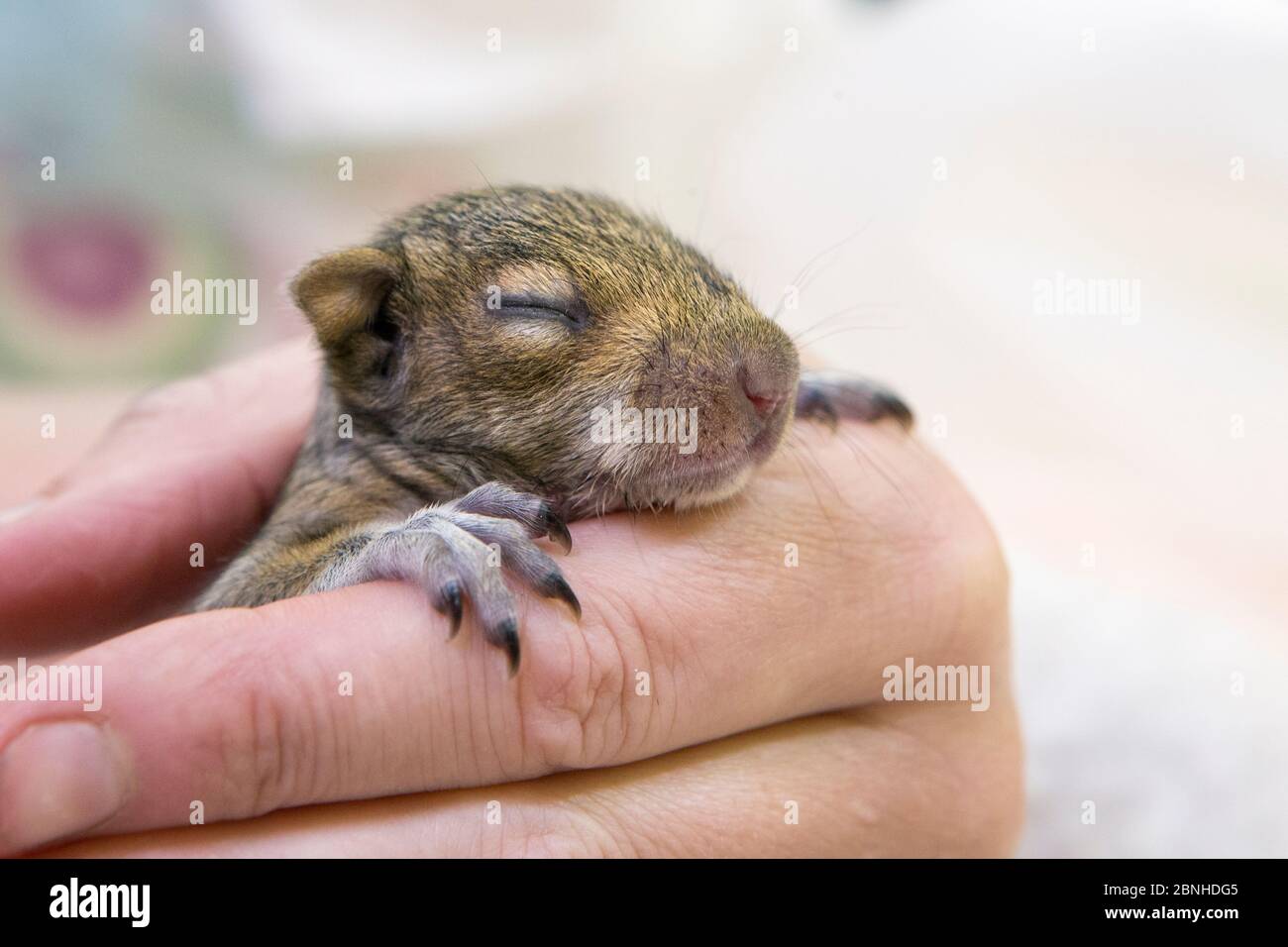 Écureuil gris de l'Ouest (Sciurus griseus) bébé orphelin de trois semaines (est tombé du nid après avoir été dérangé par les jardiniers) WildCare, San Rafael, Califo Banque D'Images