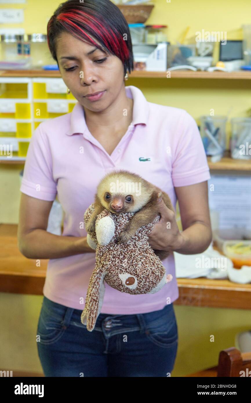 Le gardien de la clochette à deux bouts de Hoffmann (Choloepus hoffmanni) avec bébé orphelin, Aviarios Sloth Sanctuary, Costa Rica. Banque D'Images