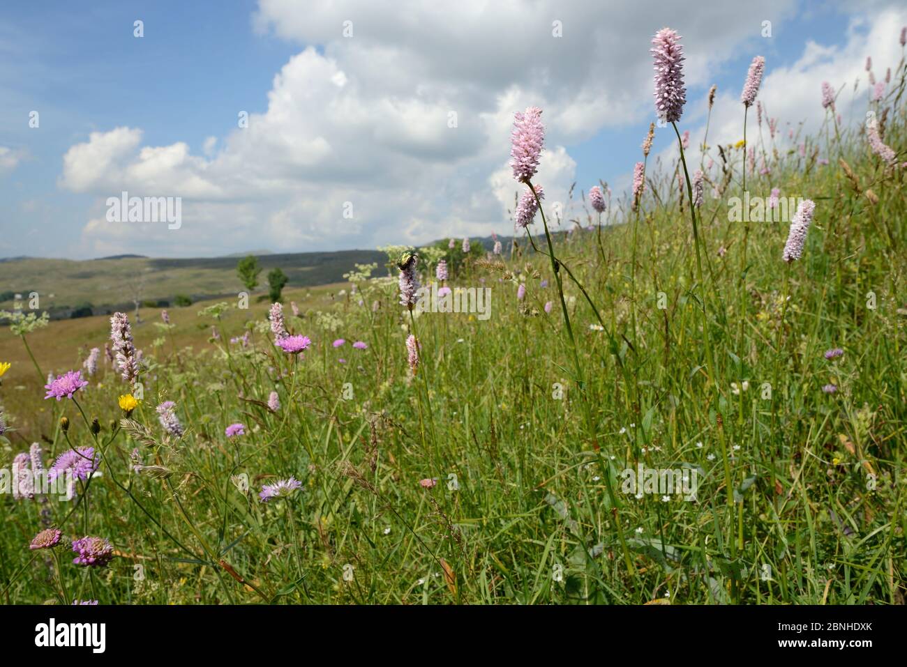 La bistorte Bistorta officinalis (Prairie / Polygomum bistorta) floraison en profusion sur Piva plateau, près de Trsa, Monténégro, juillet. Banque D'Images