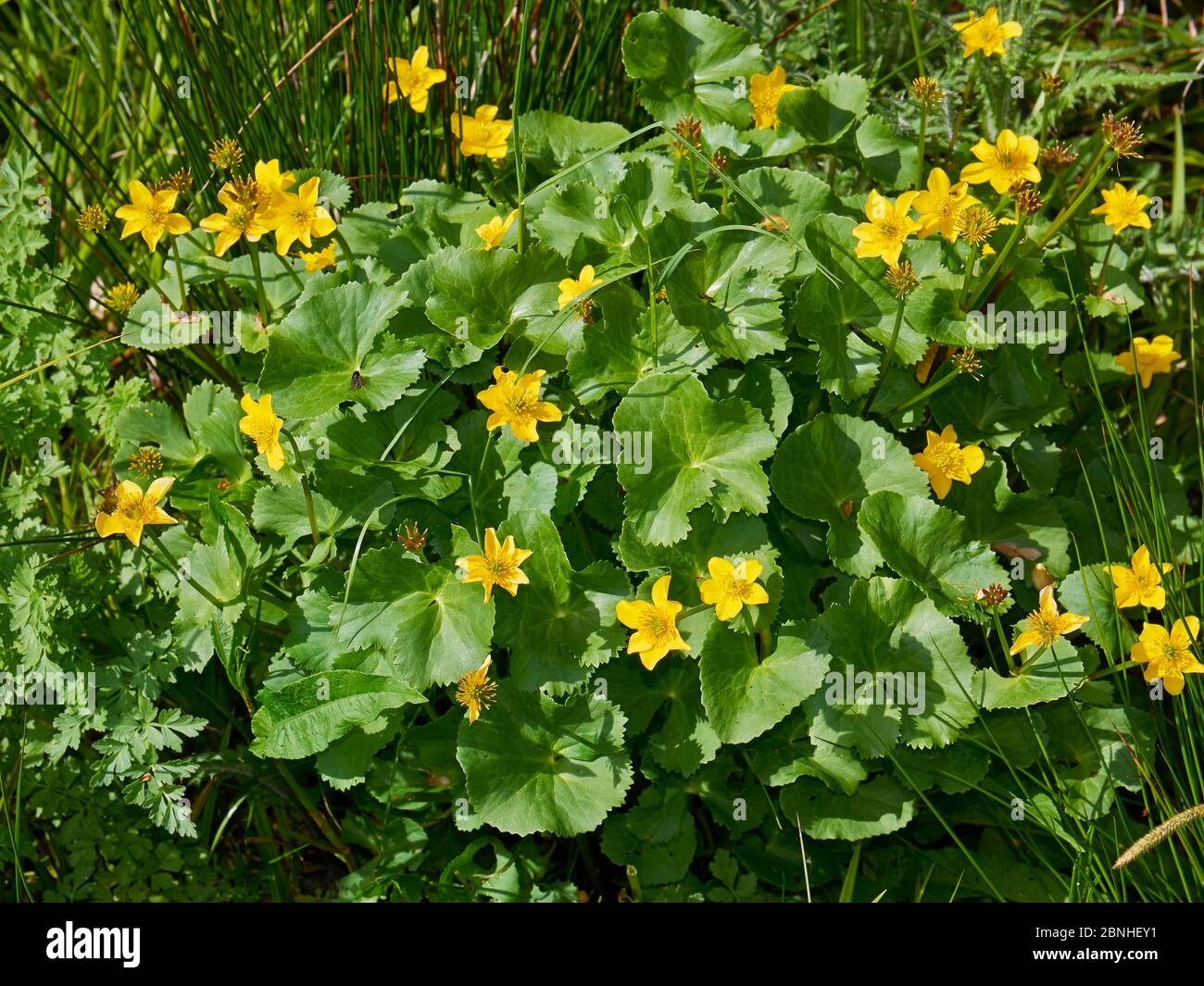 Kingcups ou Marsh marigold (Maltha palustris) Sussex, Royaume-Uni Banque D'Images