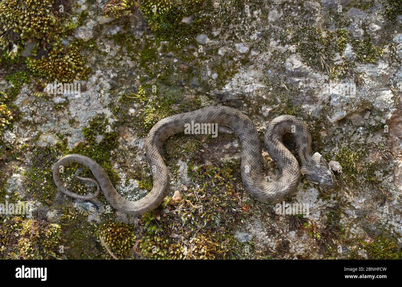 Serpent vipéral (Natrix maura) espèce inoffensif d'amour de l'eau, Extremadura, Espagne Banque D'Images