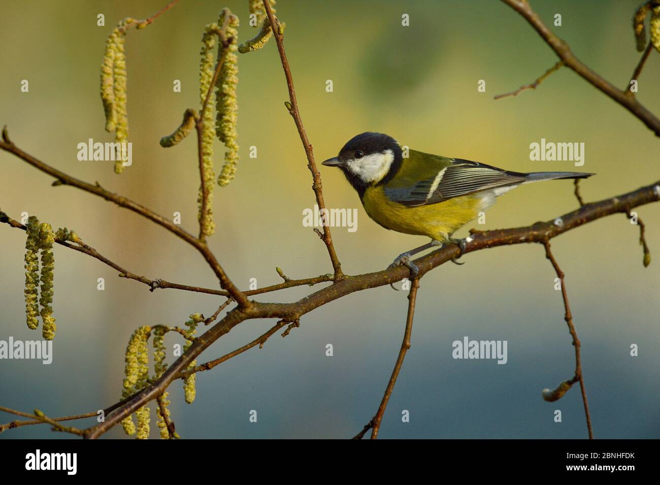 Great Tit (Parus major) assis sur (Corylus) avec des chatons, Loire Atlantique, France, janvier Banque D'Images