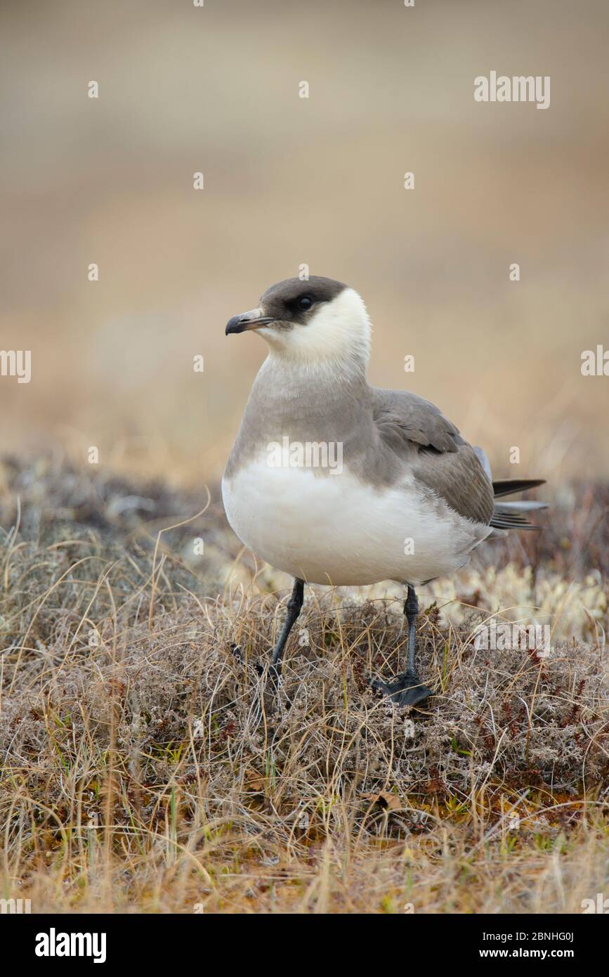 Parasite Jaeger (Stercorarius parasiticus) morphe lumineux perchée sur la toundra, réserve naturelle nationale du Yukon Delta, Alaska, États-Unis juin Banque D'Images