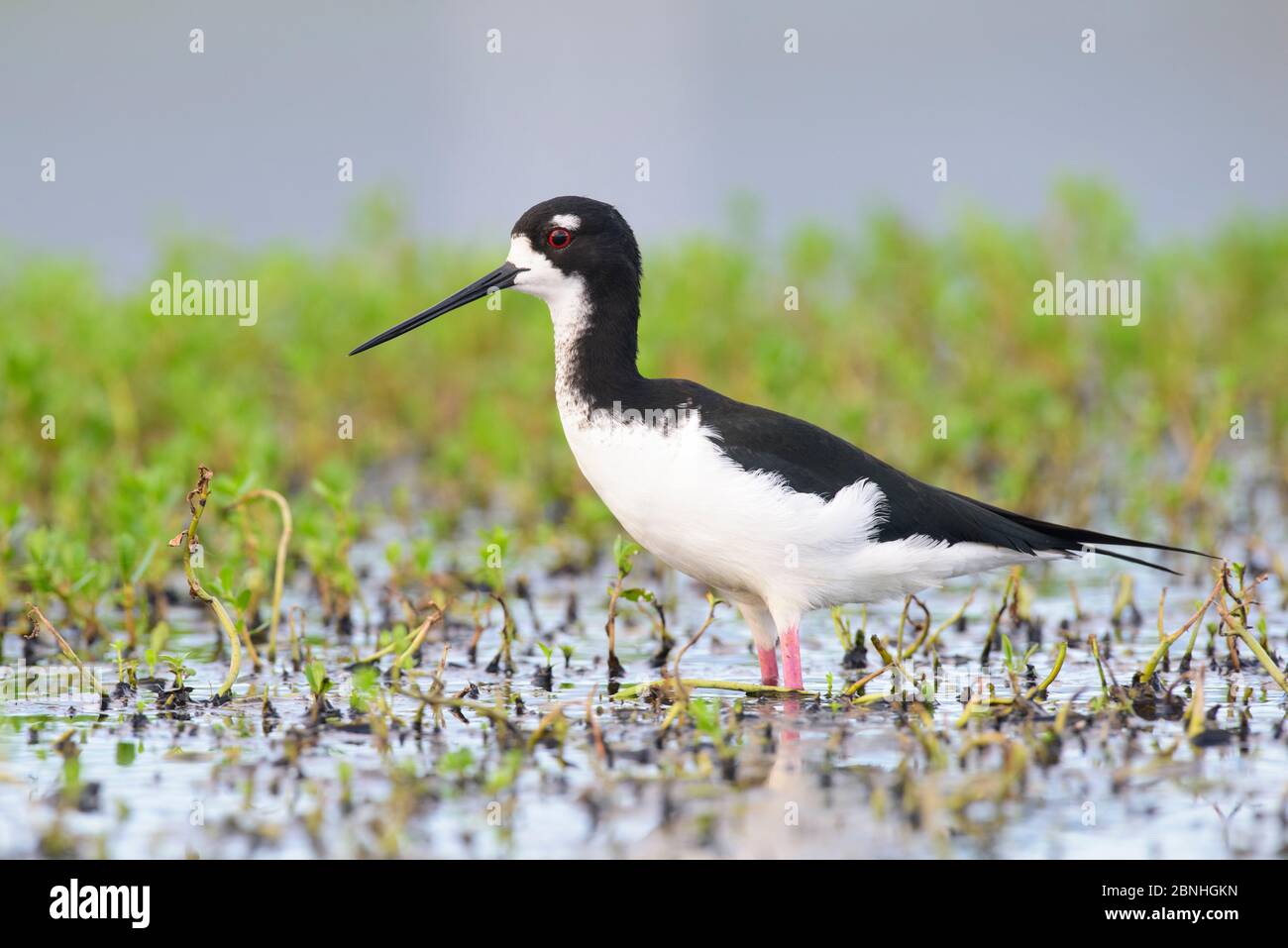 Le stilt hawaïen (Himantopus mexicanus knudseni) est une sous-espèce en voie de disparition du stilt à col noir, la réserve naturelle nationale James Campbell, OAH Banque D'Images