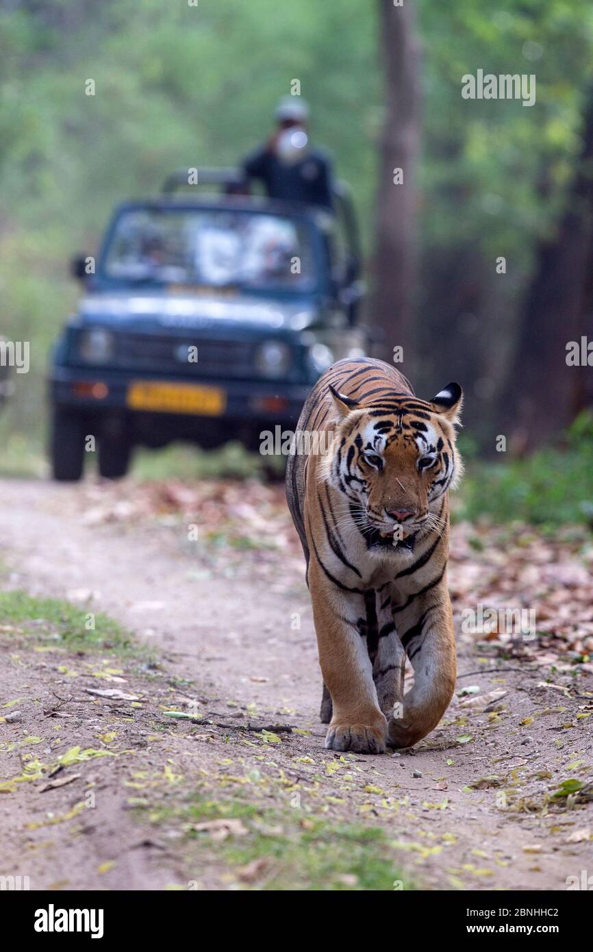 Tigre du Bengale (Panthera tigris) mâle marchant sur la piste forestière suivi par des touristes en jeep, Parc national de Kanha, Madhya Pradesh, Inde Banque D'Images