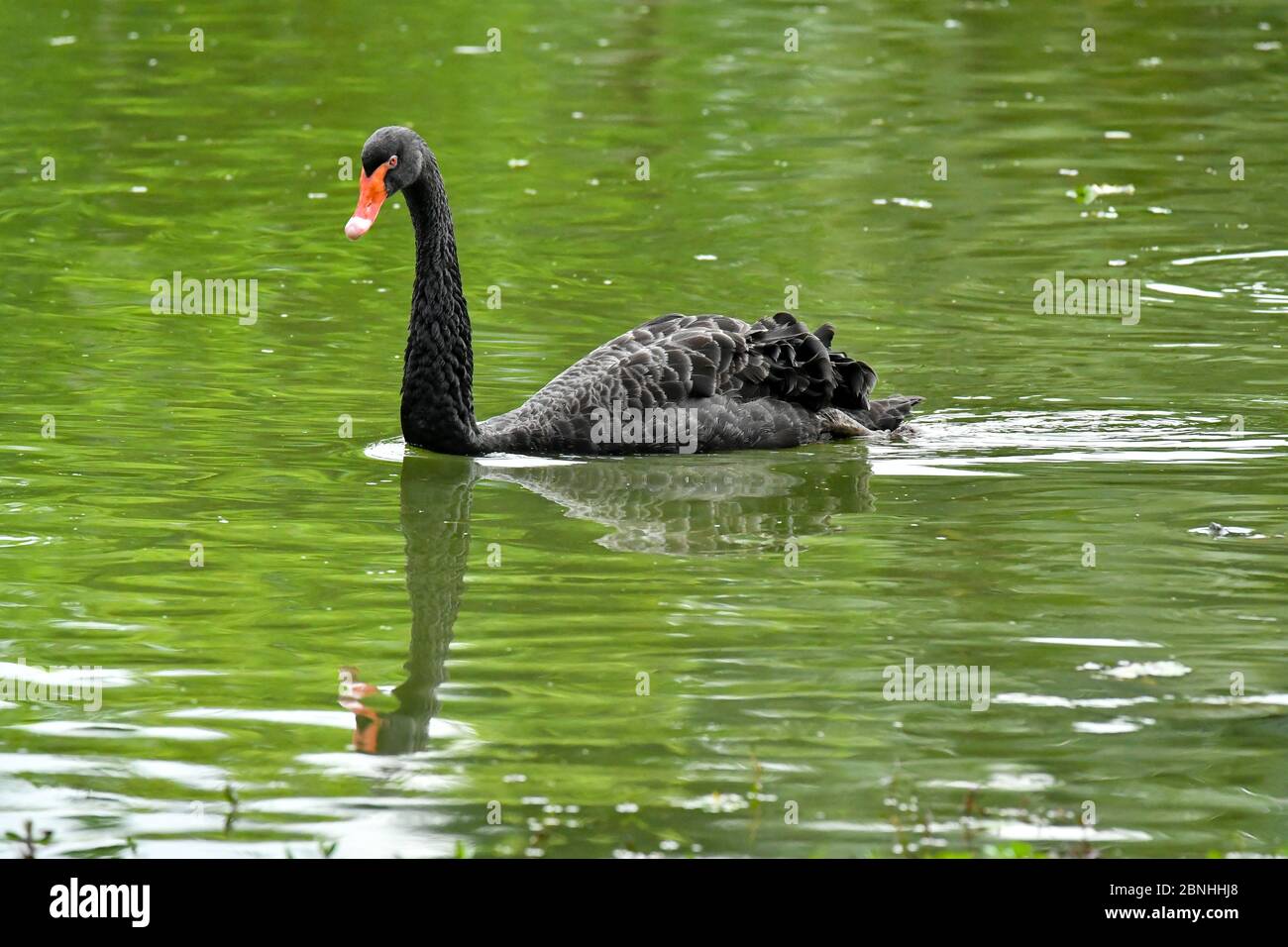 Cygne et cygnet nageant sur l'étang Banque D'Images