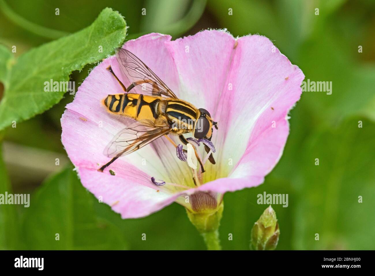 La mouche d'Hoversfly (Helophilus pendulus) se nourrissant de la bindweed de Field (Convolvulus arvensis) Cimetière Brockley, Lewisham, Londres, Royaume-Uni août Banque D'Images