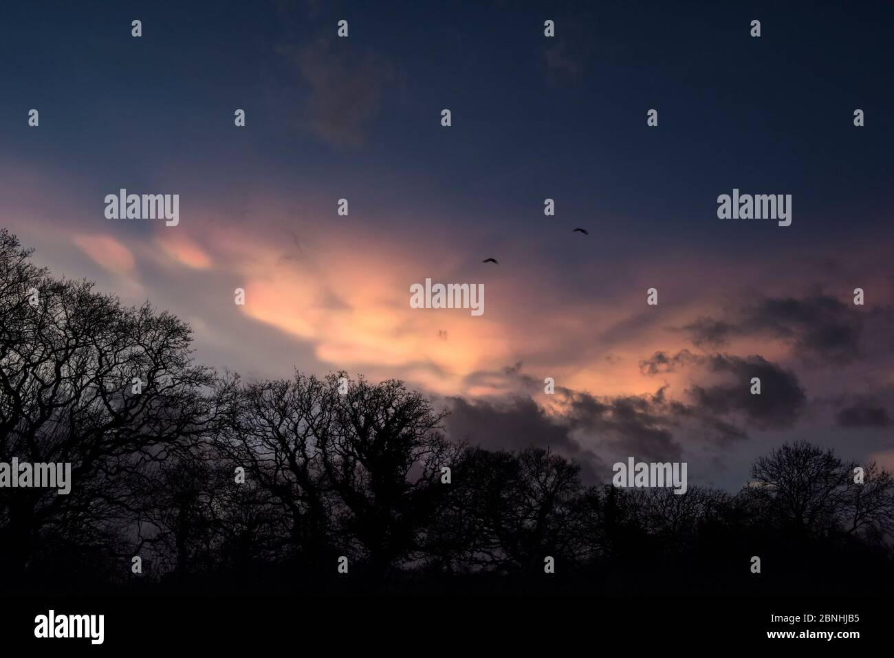 Les nuages nacrés se forment à une altitude élevée de 15000m à des températures froides. Également connu sous le nom de nuages stratosphériques polaires. Wirral, Royaume-Uni. Février. Banque D'Images Les nuages nacrés se forment à une altitude élevée de 15000m à des températures froides. Également connu sous le nom de nuages stratosphériques polaires. Wirral, Royaume-Uni. Février. Banque D'Images