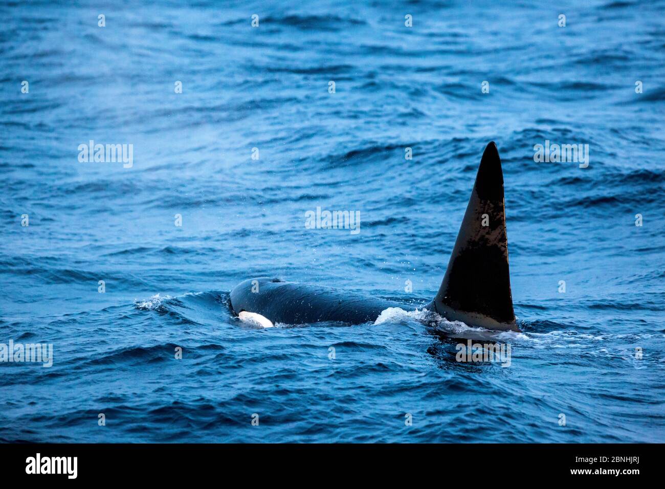 Orque (Orcinus orca) adulte mâle, surface, Andenes, île d'Andoya, Océan Atlantique Nord, Norvège janvier Banque D'Images