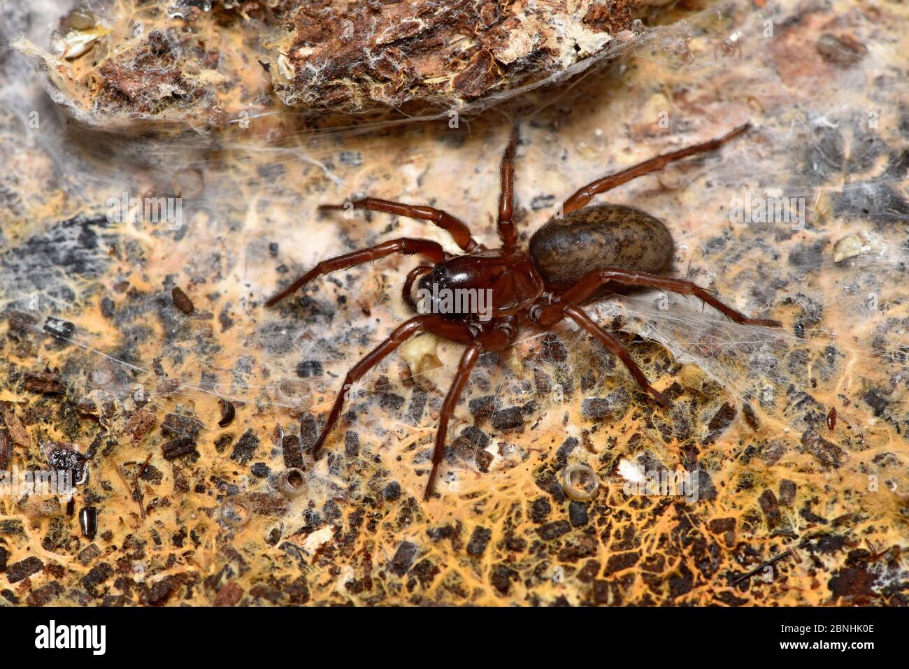 Spider (Coelotes terrestris) sur le web sous log Oxfordshire, Angleterre, Royaume-Uni, juillet Banque D'Images