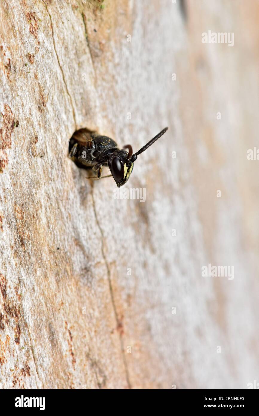 Abeille Hylaeus (Hylaeus sp) petite abeille à face jaune émergeant du site de nidification dans le trou de coléoptère dans le bois mort, Berkshire, Angleterre, Royaume-Uni, août Banque D'Images