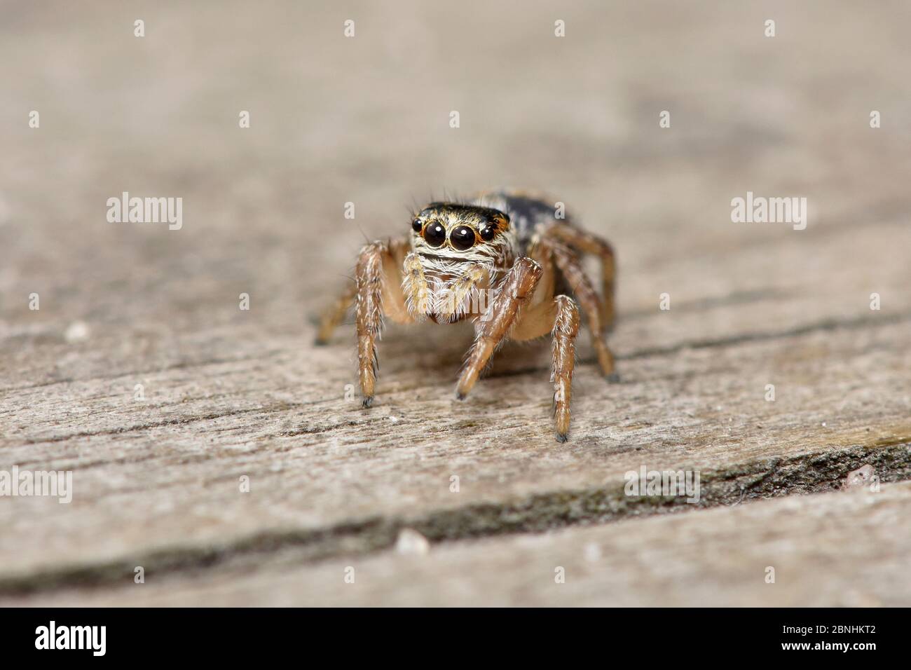 Femelle d'araignée sauteuse (Evarka arcuata), Surrey, Angleterre, Royaume-Uni, août Banque D'Images