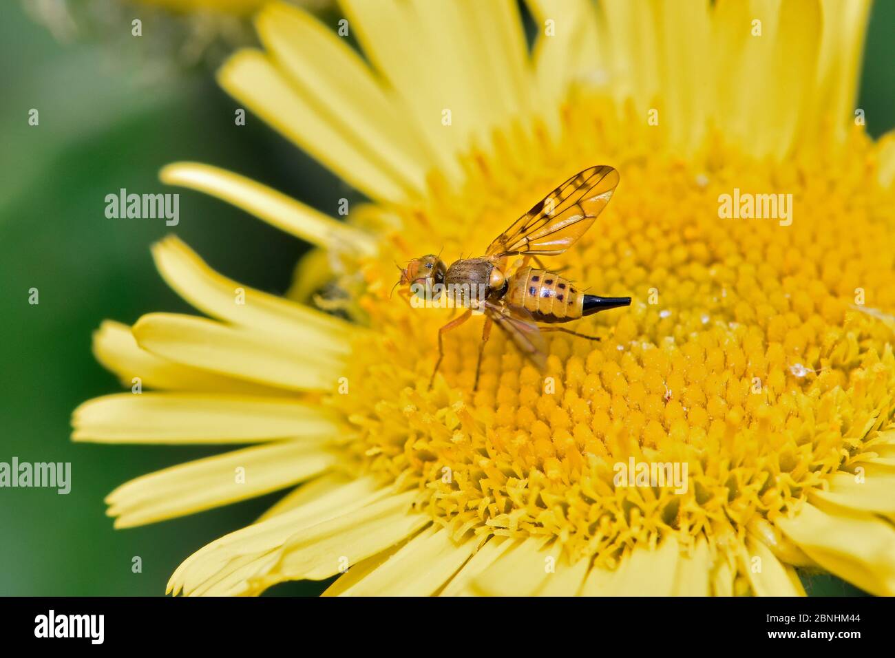 Image mouche aimée (Myopites inulaedyssentericae) femelle sur fleur de fleabane (pulicaria dysenterica). Cette mouche pond des oeufs sur la fleabane et les larves pour Banque D'Images