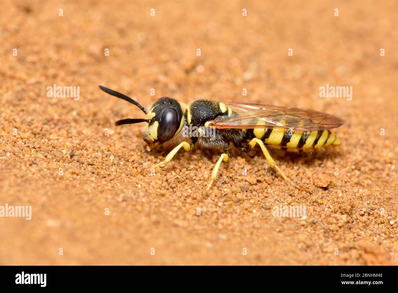 Guêpe tueur d'abeilles / Beewolf (Philanthus triangulum) mâle sur la lande sablonneuse, Surrey, Angleterre, Royaume-Uni, juillet Banque D'Images