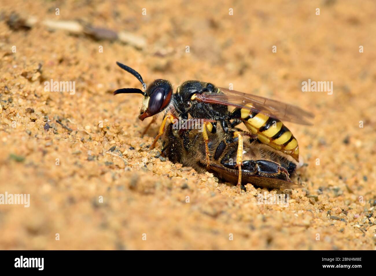 Abeille tueur Wasp / Beewolf (Philanthus triangulum) femelle avec abeille paralysée sur la lande sablonneuse, Surrey, Angleterre, Royaume-Uni, juillet Banque D'Images