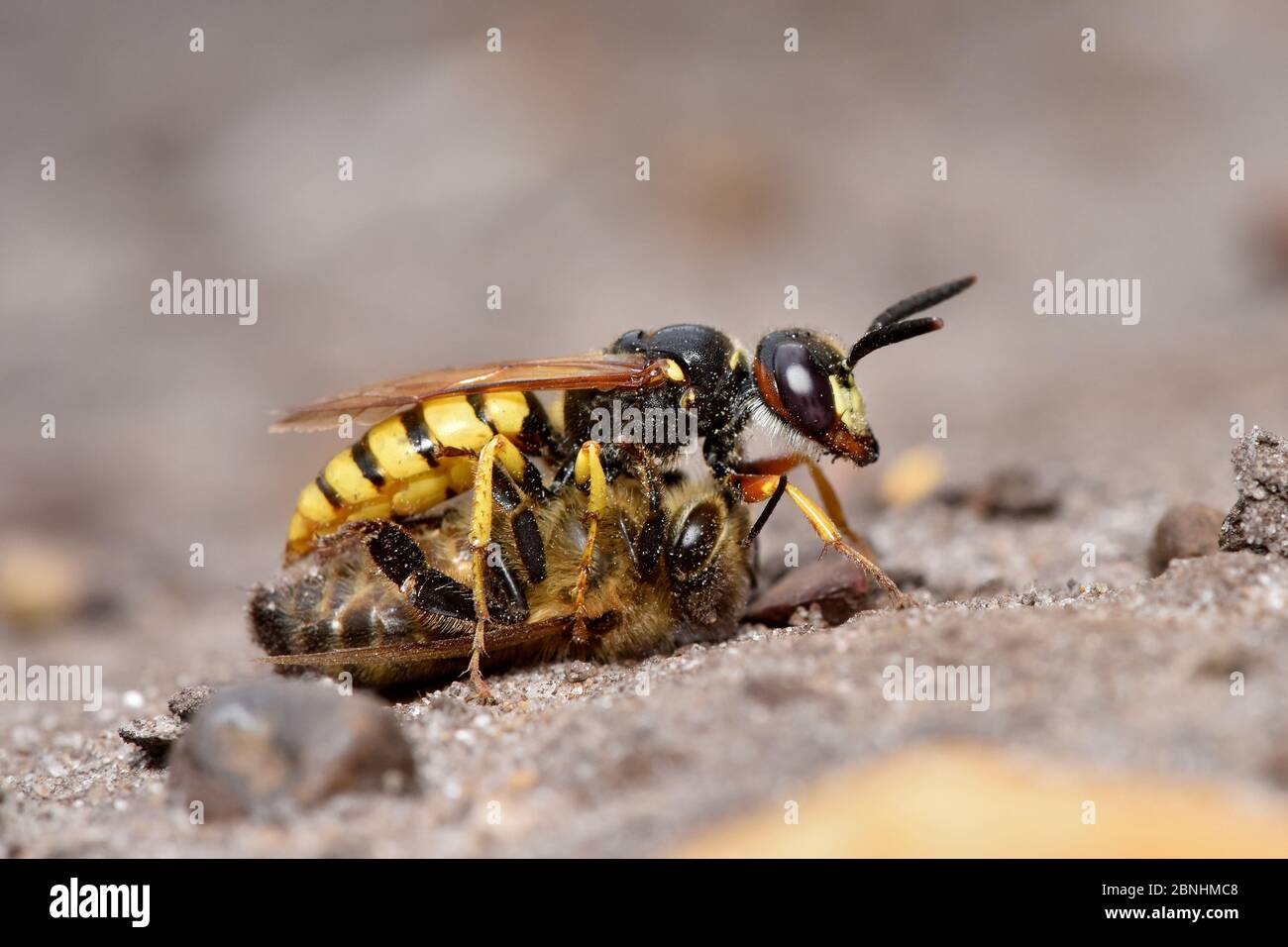 Guêpe tueur d'abeilles / Beewolf (Philanthus triangulum) femelle avec proie d'abeille paralysée pour les larves. Surrey, Angleterre, Royaume-Uni, juillet Banque D'Images