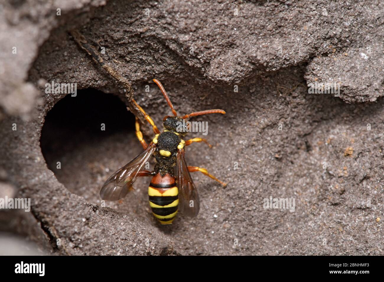 Abeille Cuckoo / abeille Nomad (Nomada fucata) abeille Cuckoo dans les nids d'Andena flavipes, Surrey, Angleterre, Royaume-Uni. Juillet Banque D'Images
