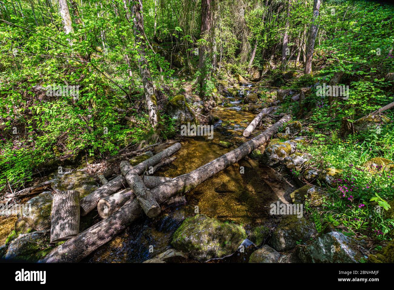 Parc national Ysperklamm en Basse-Autriche, Waldviertel Banque D'Images