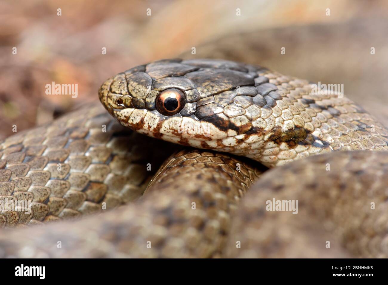 Serpent doux (Coronella austriaca) gros plan de la tête, Surrey, Angleterre, Royaume-Uni, août Banque D'Images