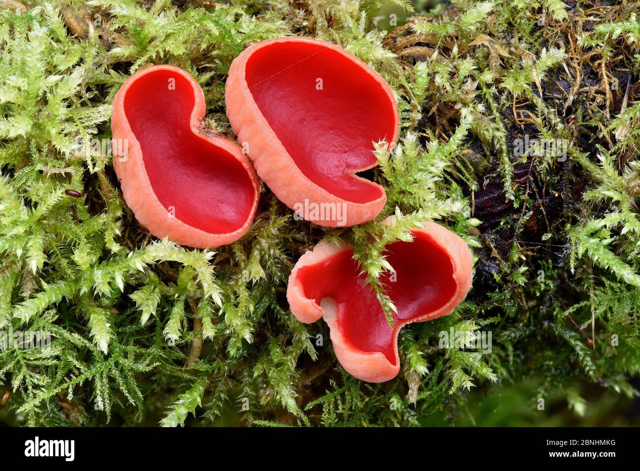 Scarlet ELFCUP (Sarcoscypha austriaca) champignon hivernal qui apparaît sur les brindilles mortes dans des endroits humides ombragés souvent partiellement enfouis dans la mousse, Bedfordshire, en Banque D'Images