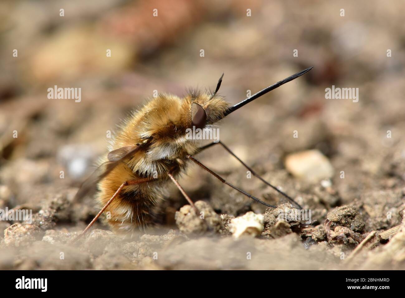 Mouche à abeille commune (Bombylius Major) pondre des œufs au sol près de l'entrée du tunnel de l'abeille andrena sp. Les larves se nourrissent de parasites dans les nids de l'andrena Banque D'Images