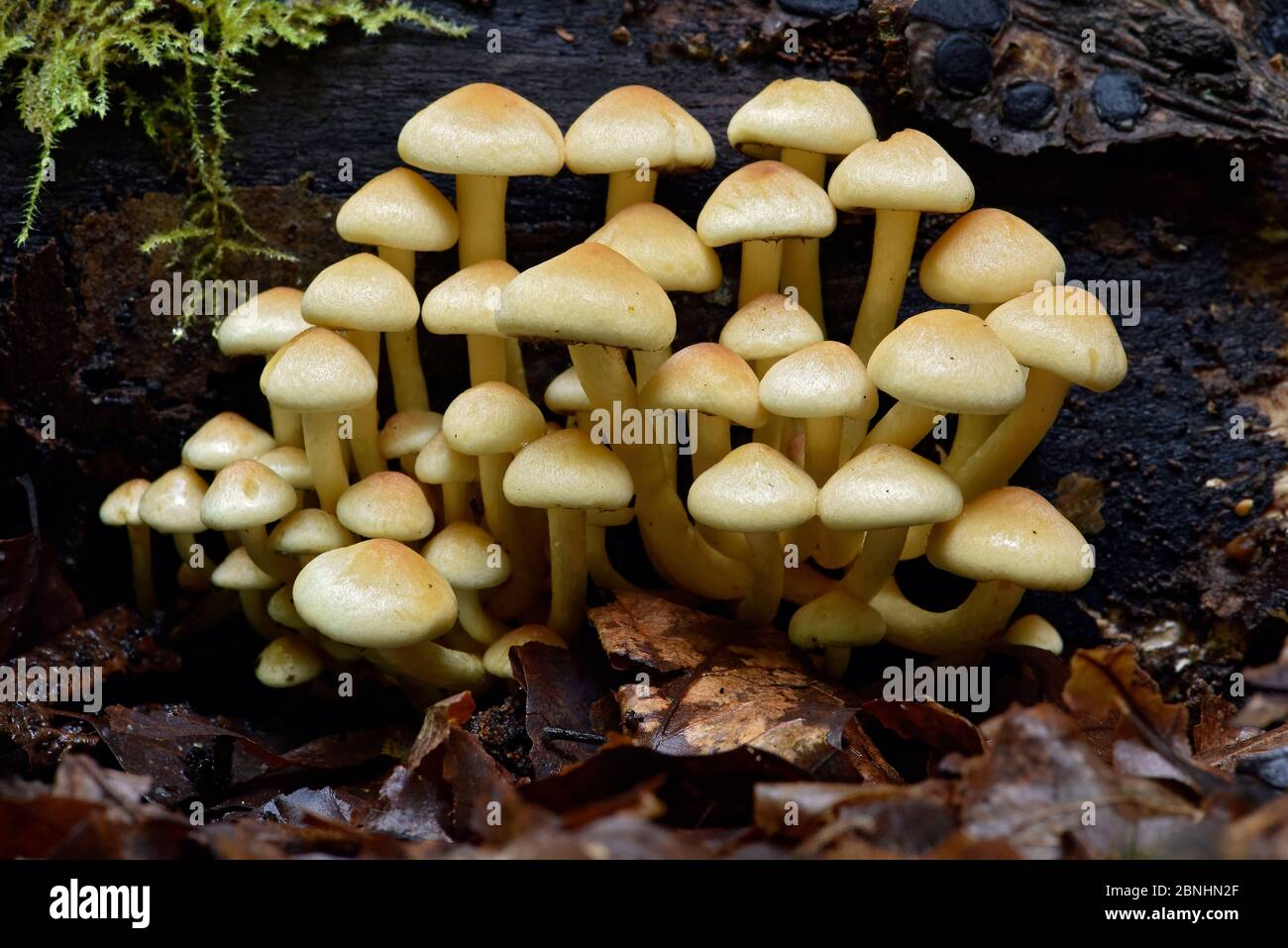 Tuft de soufre (Hypholoma fasciculare) souche de tuft de soufre sur le bois pourri, Buckinghamshire, Angleterre, Royaume-Uni, octobre Banque D'Images