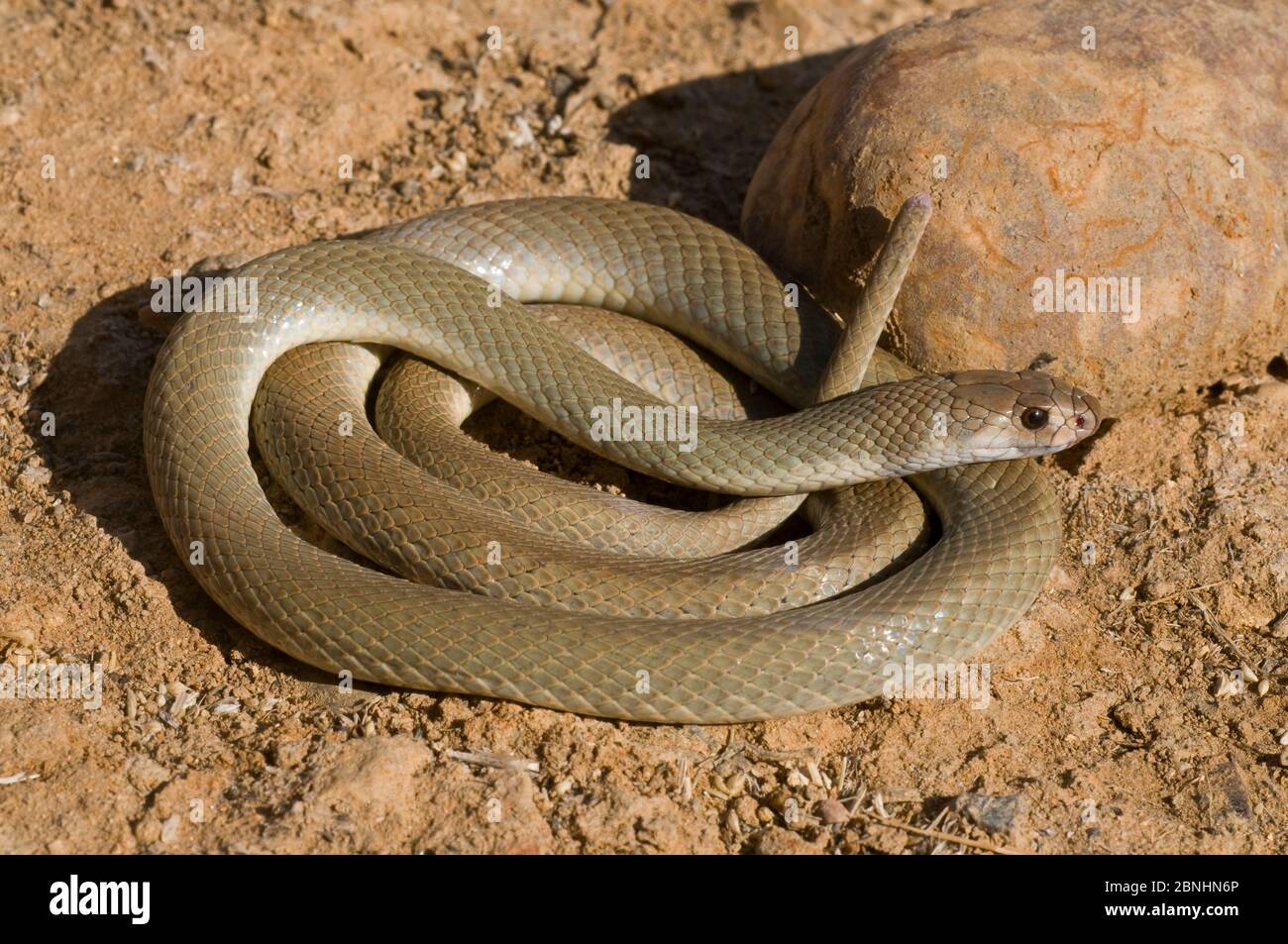 Serpent brun de l'est (Pseudonaja textilis), Queensland, Australie, octobre. Banque D'Images