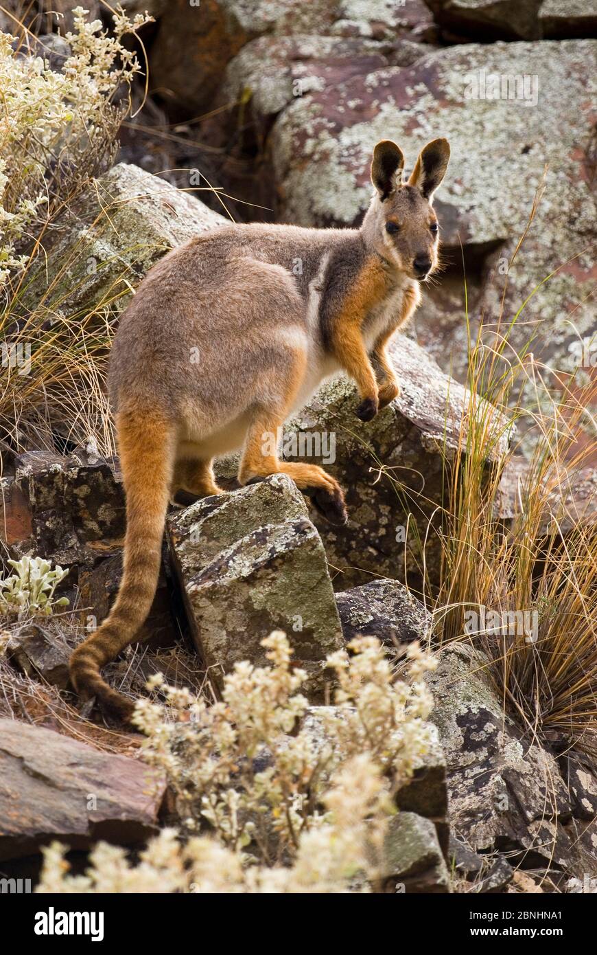 Wallaby à pieds jaunes (Petrogale xanthopus subsp. Xanthopus) mâle, réserve naturelle de Buckaringa, Australie-Méridionale. Avril. Espèces vulnérables. Banque D'Images