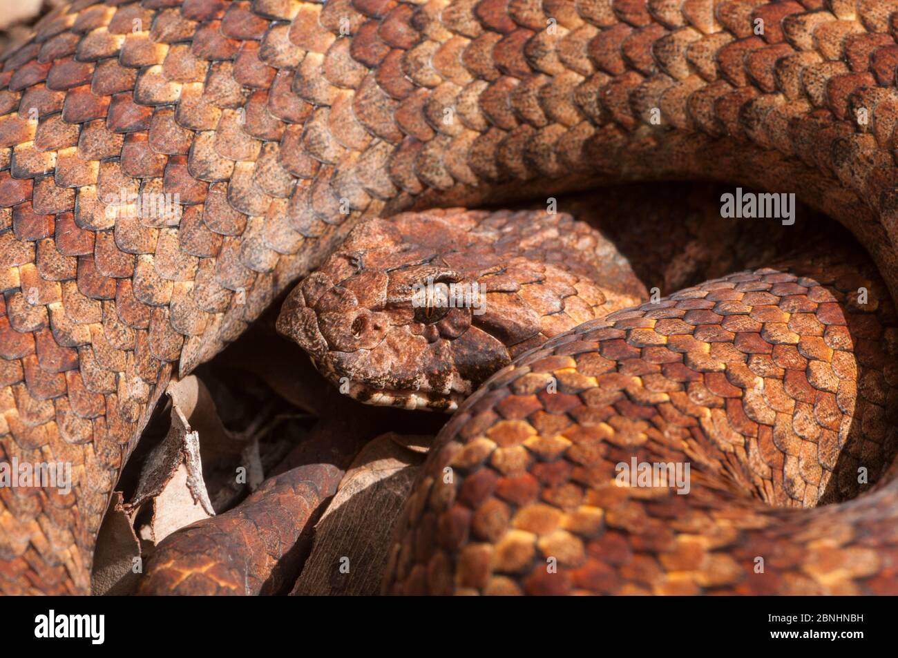 Le sud de death adder (Acanthophis antarcticus) Darling Range, le sud de l'Australie de l'Ouest, avril. D'espèces venimeuses dangereusement. Banque D'Images